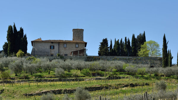 Introducing: Viticcio’s brand-new website and updated look